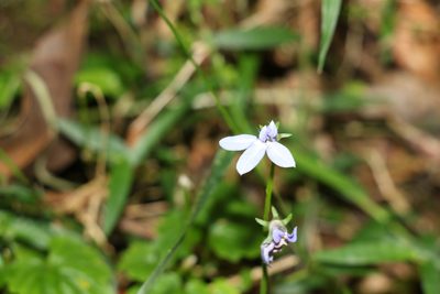 Lobelia trigonocaulis, photographed by Greg Tasney