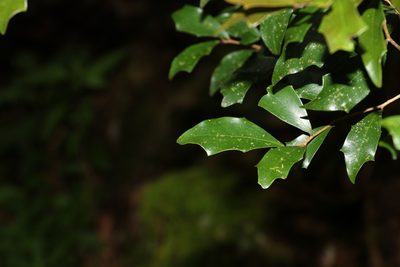 Scolopia braunii, photographed by Greg Tasney