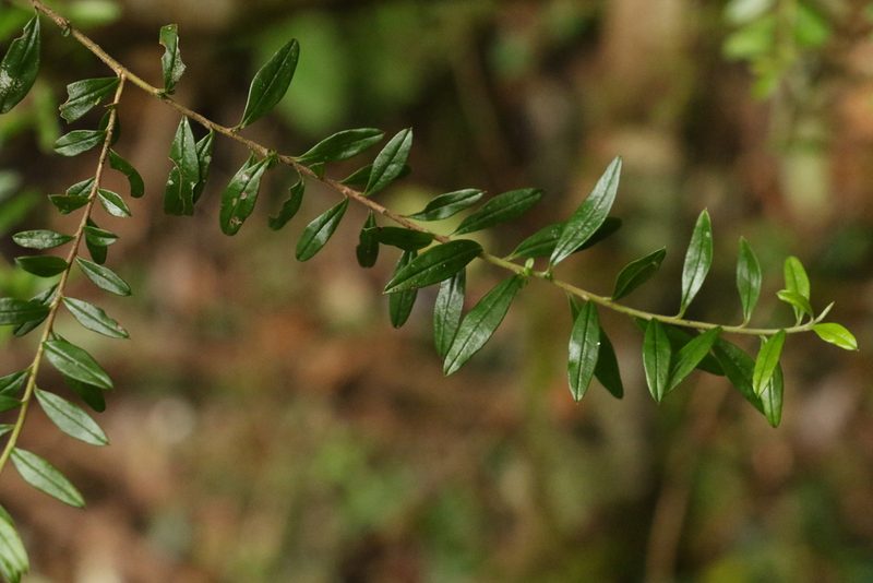 Cassinia subtropica, photographed by Greg Tasney