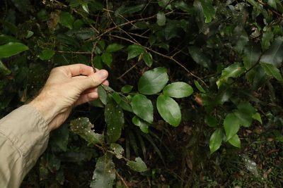 Daphnandra tenuipes, photographed by Greg Tasney