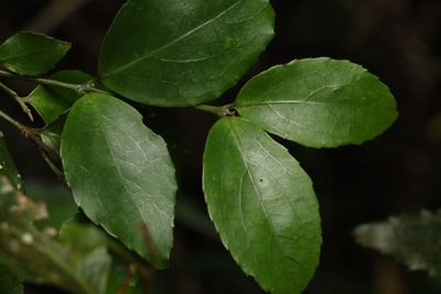 Daphnandra tenuipes, photographed by Greg Tasney