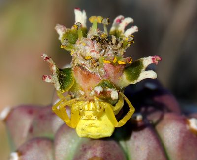Euphorbia caput-medusae, photographed by Cecile Roux