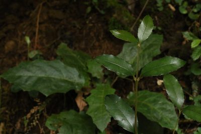Doryphora sassafras, photographed by Greg Tasney