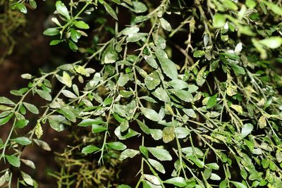 Citrus australasica, photographed by Greg Tasney