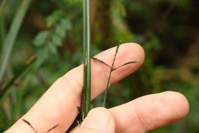 Cyperus tetraphyllus, photographed by Greg Tasney