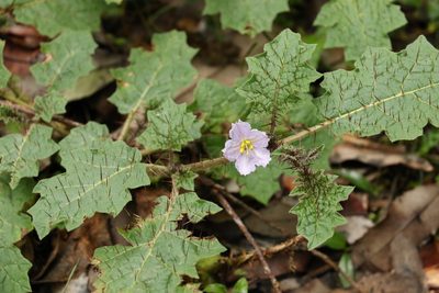 Solanum ditrichum, photographed by Greg Tasney