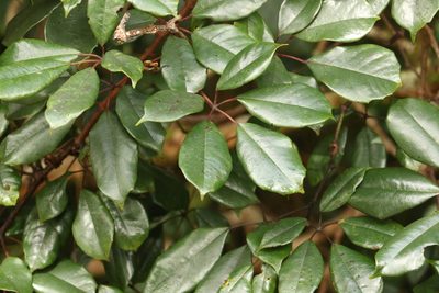 Apocissus hypoglauca, photographed by Greg Tasney