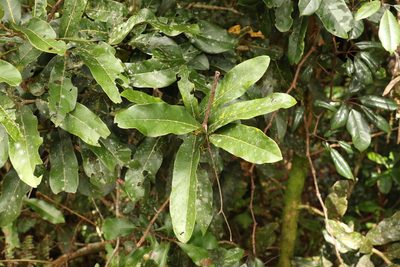 Cryptocarya obovata, photographed by Greg Tasney