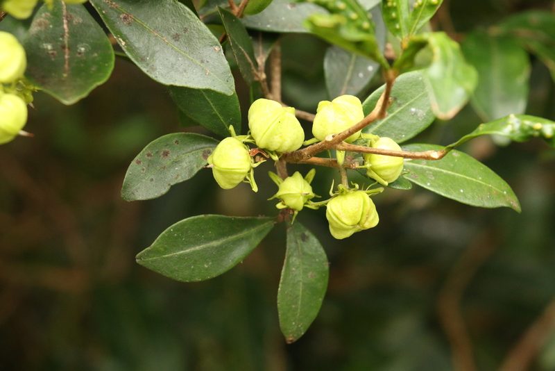Acronychia suberosa, photographed by Greg Tasney