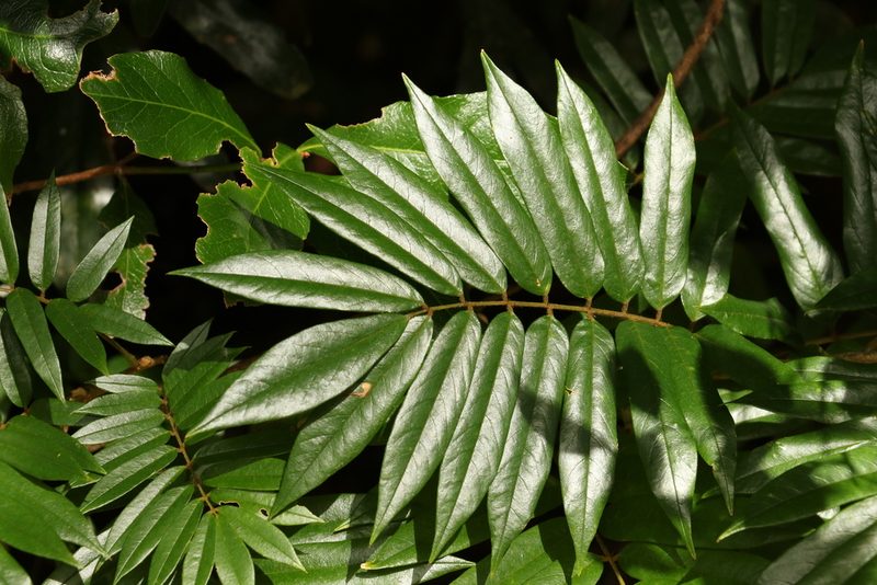 Austrosteenisia glabristyla, photographed by Greg Tasney