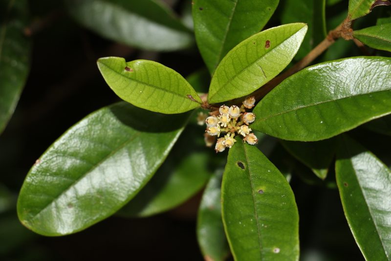Mischocarpus ailae, photographed by Greg Tasney