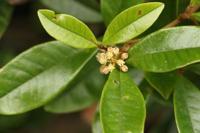 Mischocarpus ailae, photographed by Greg Tasney