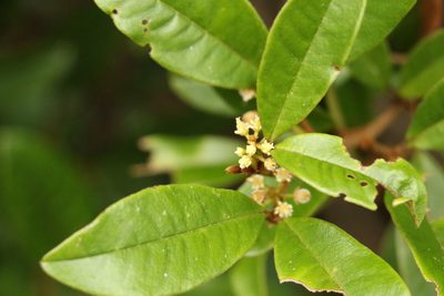 Mischocarpus ailae, photographed by Greg Tasney