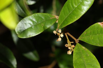 Mischocarpus ailae, photographed by Greg Tasney