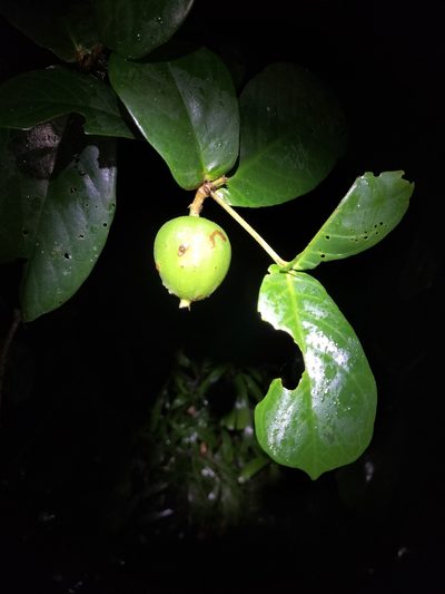 Atractocarpus merikin, photographed by Matthew Borella