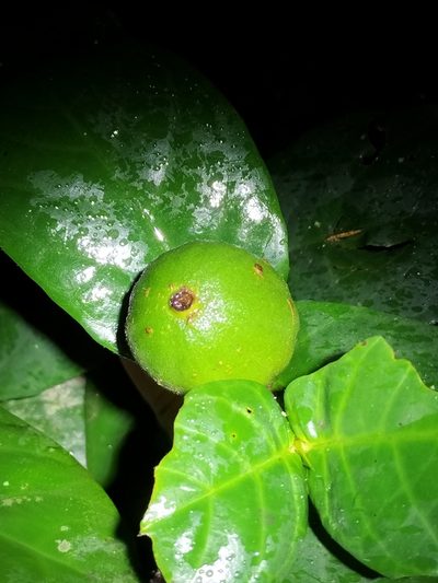 Atractocarpus merikin, photographed by Matthew Borella
