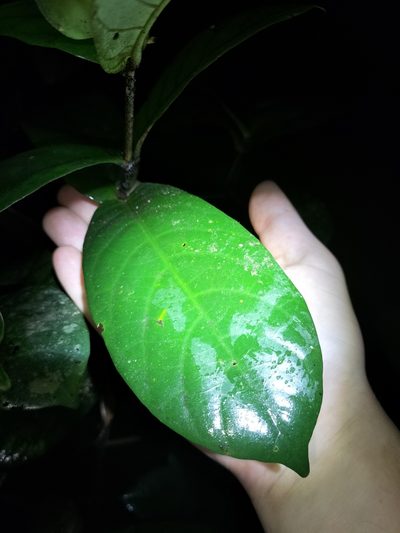 Atractocarpus merikin, photographed by Matthew Borella