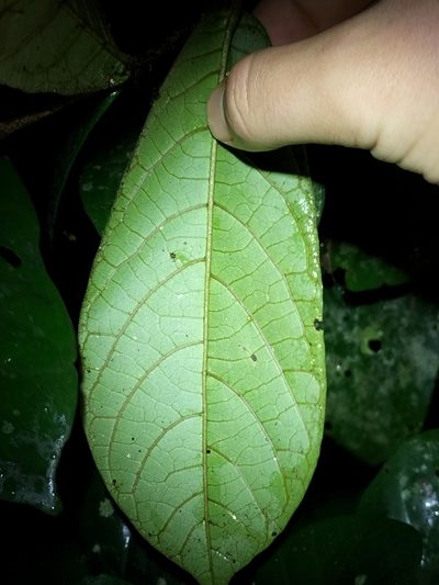 Atractocarpus merikin, photographed by Matthew Borella