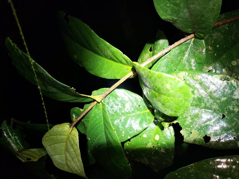 Atractocarpus merikin, photographed by Matthew Borella