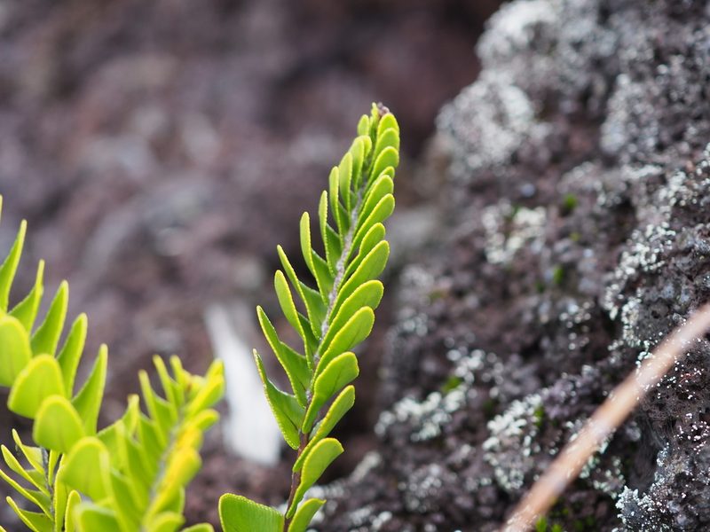 Nephrolepis abrupta, photographed by Augustin Soulard