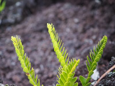 Nephrolepis abrupta, photographed by Augustin Soulard