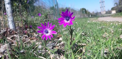 Anemone hortensis, photographed by Leonardo Ancillotto