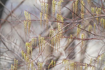 Stachyurus praecox, photographed by WATANABE Hitoshi 渡辺仁