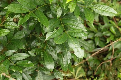 Synoum glandulosum, photographed by Greg Tasney
