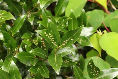 Cinnamomum virens, photographed by Greg Tasney