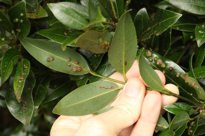 Cinnamomum virens, photographed by Greg Tasney