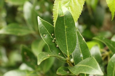 Cinnamomum virens, photographed by Greg Tasney