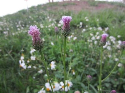 Saussurea lyrata, photographed by 雲一百香果