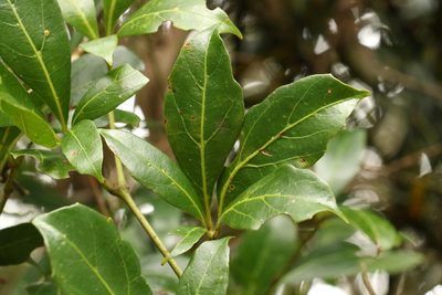 Apocissus sterculiifolia, photographed by Greg Tasney