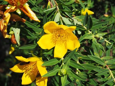 Hypericum lanceolatum, photographed by Augustin Soulard