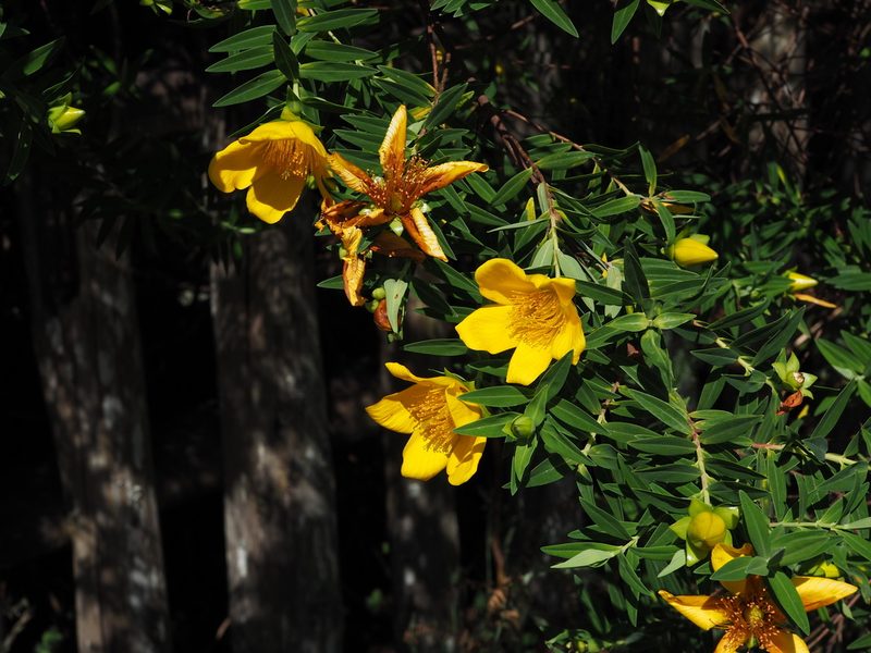 Hypericum lanceolatum, photographed by Augustin Soulard
