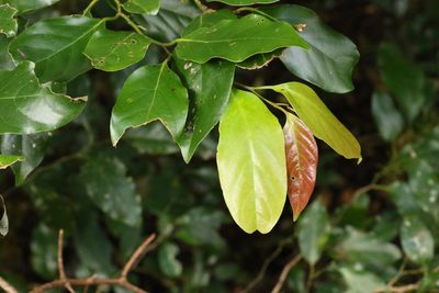 Cryptocarya erythroxylon, photographed by Greg Tasney