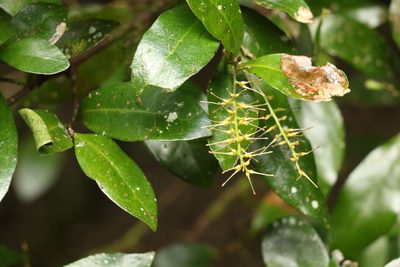 Triunia youngiana, photographed by Greg Tasney