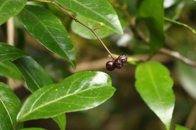 Cephalaralia cephalobotrys, photographed by Greg Tasney