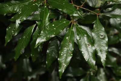 Heritiera trifoliolata, photographed by Greg Tasney