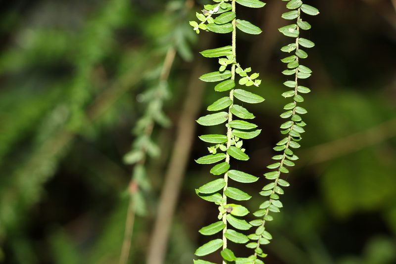 Ozothamnus rufescens, photographed by Greg Tasney