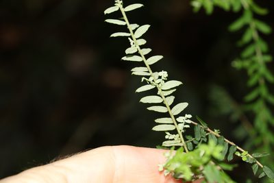 Ozothamnus rufescens, photographed by Greg Tasney