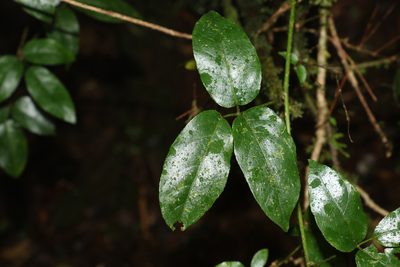 Cephalaralia cephalobotrys, photographed by Greg Tasney