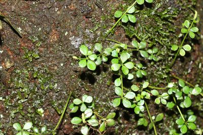 Peperomia tetraphylla, photographed by Greg Tasney