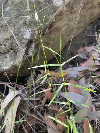 Entolasia marginata, photographed by Tess McGrigor