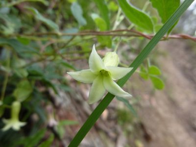 Billardiera mutabilis, photographed by Kiri Bee