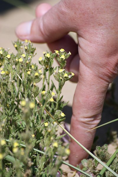 Linaria arenaria, photographed by Tony L. Price