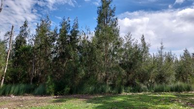 Casuarina glauca, photographed by Peter B