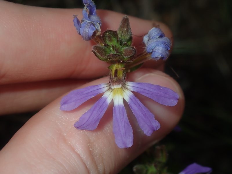 Scaevola aemula, photographed by Thomas Mesaglio