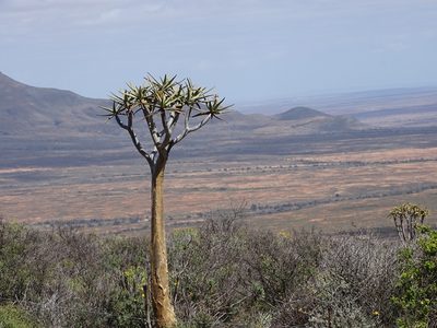Aloidendron dichotomum, photographed by Peter Warren