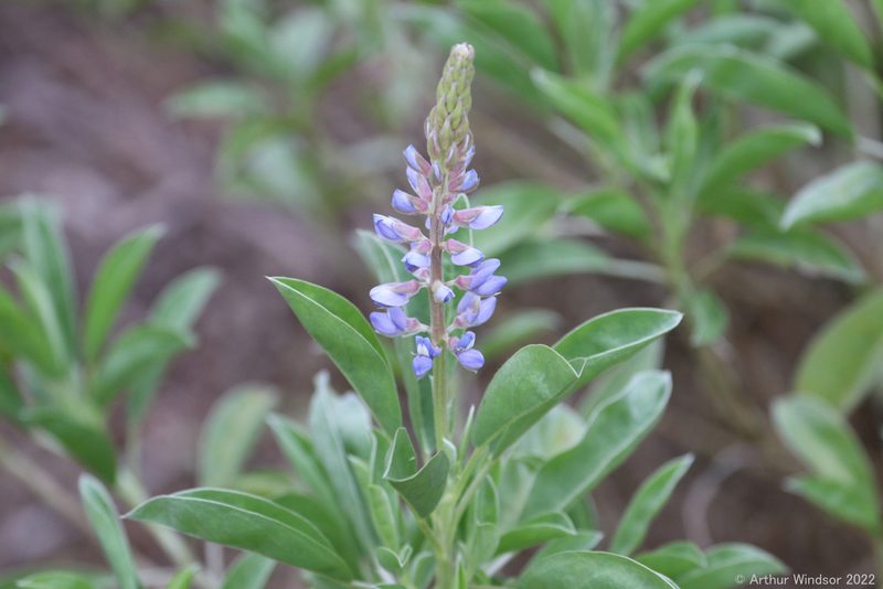Lupinus floridanus, photographed by Arthur Windsor